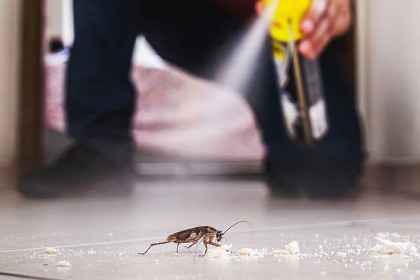 Flea Control Services in Clive, IA